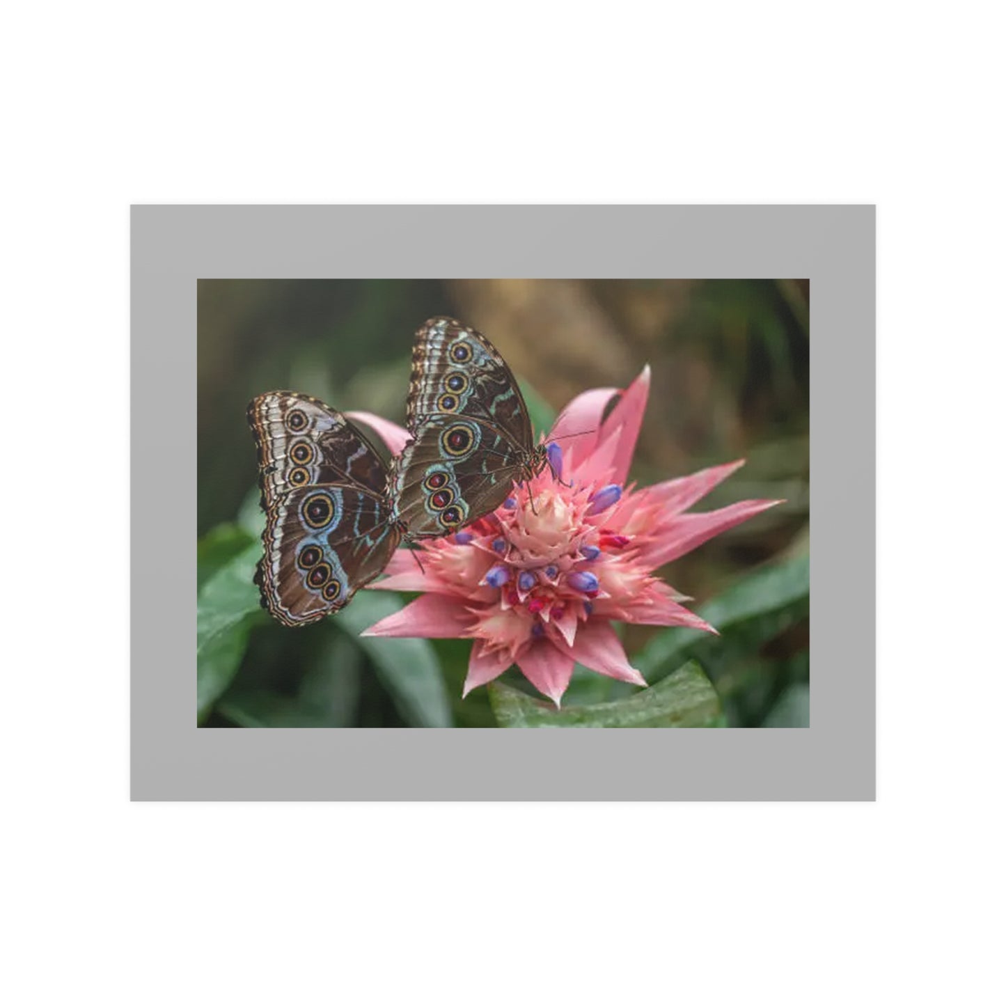 20" x 16" Poster / RB 18