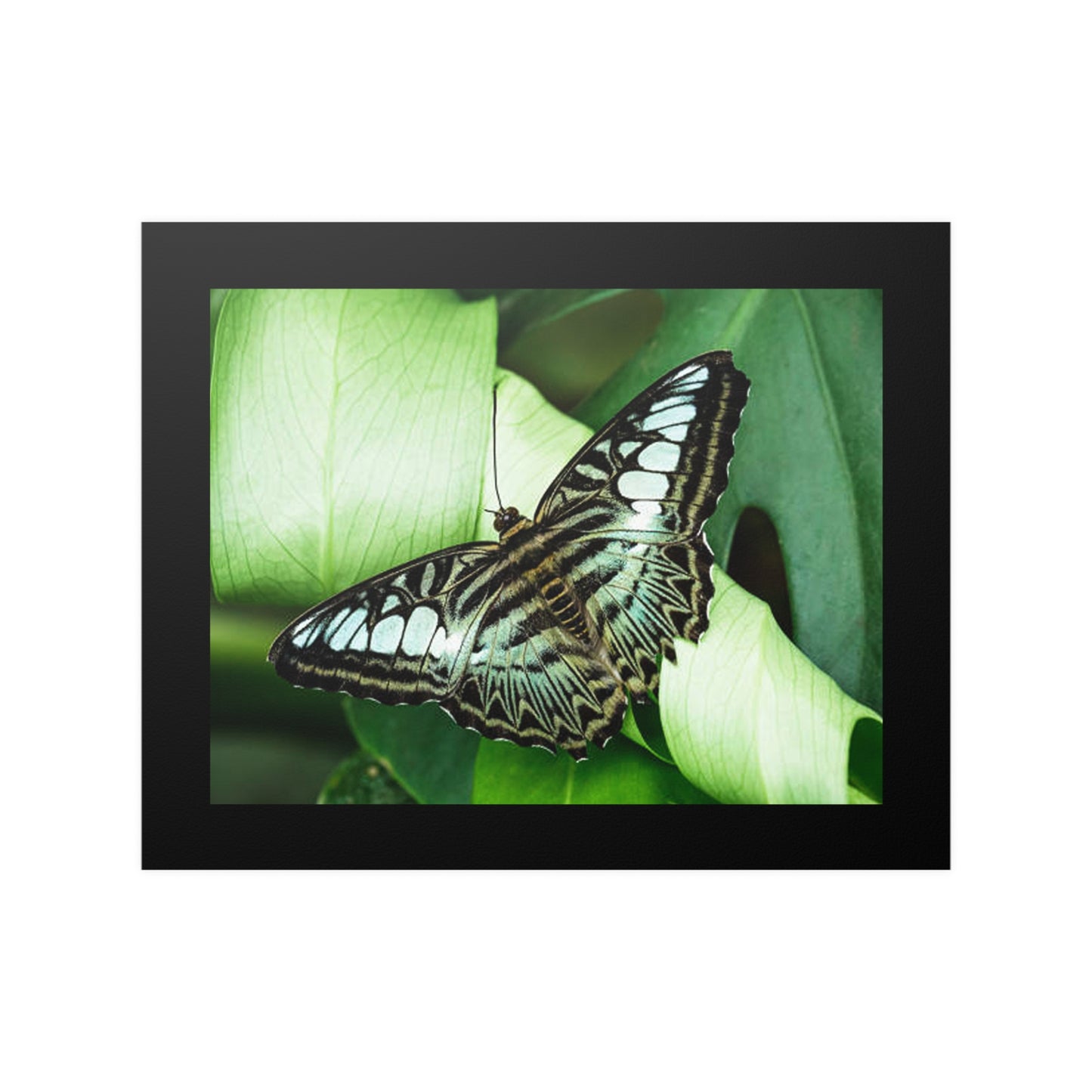 20" x 16" Poster / RB 15