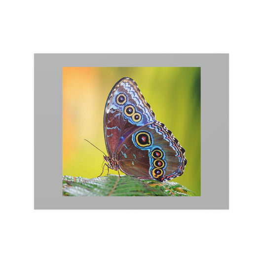 20" x 16" Poster / RB 10