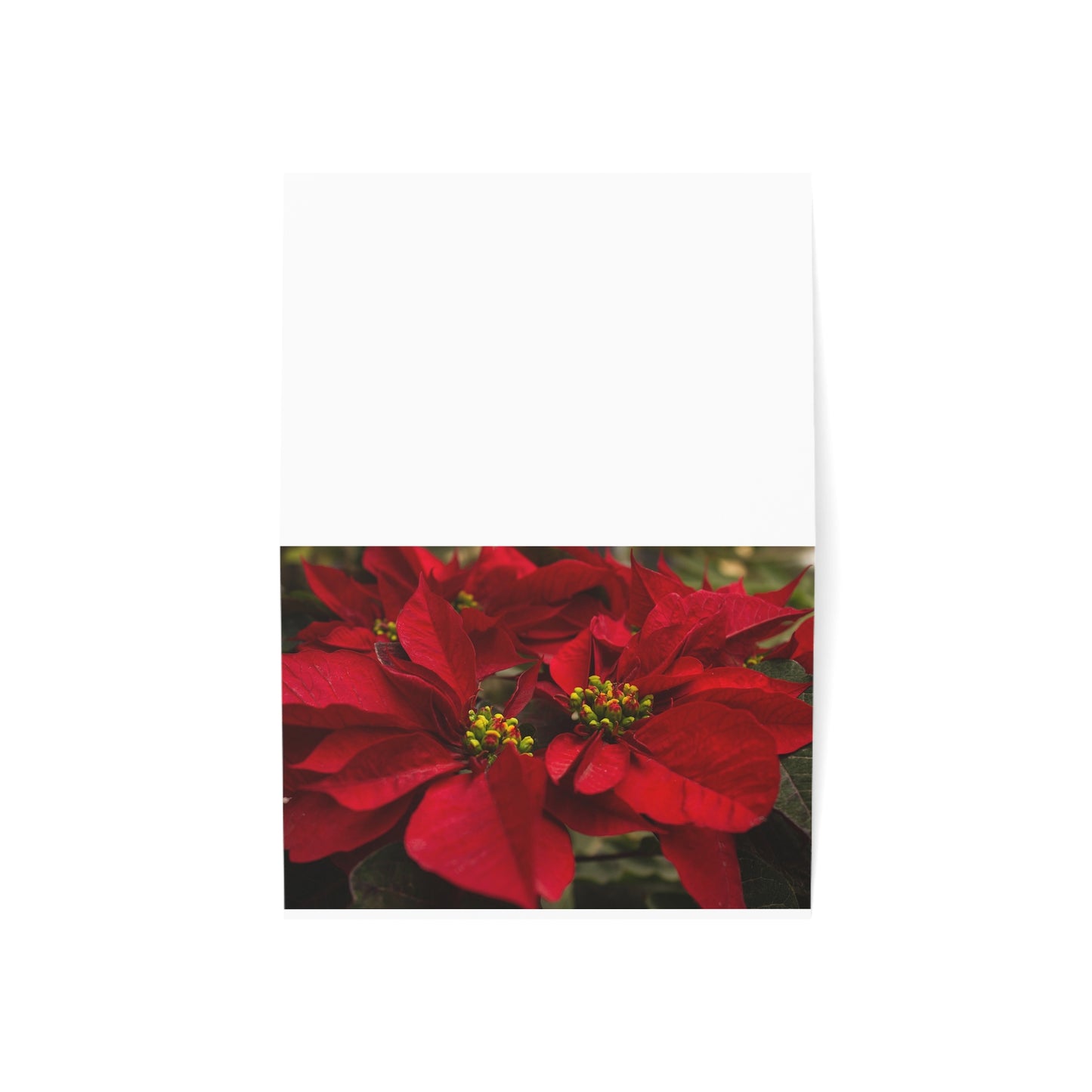 Holiday Poinsettia 30 pcs. 7" x 5"